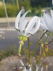 Michauxia campanuloides