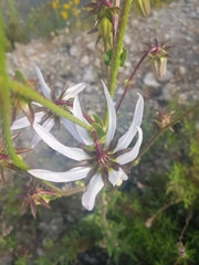 Michauxia campanuloides