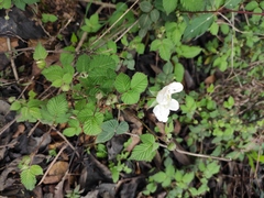 Rubus hirsutus