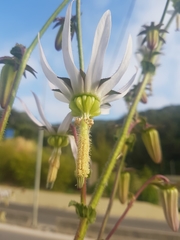 Michauxia campanuloides