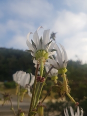 Michauxia campanuloides