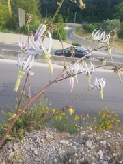 Michauxia campanuloides