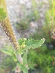 Michauxia campanuloides