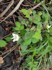 Rubus hirsutus