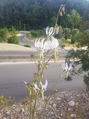 Michauxia campanuloides