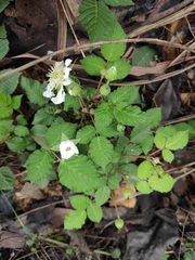 Rubus hirsutus