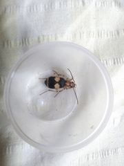 Pheropsophus hispanicus