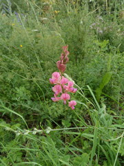 Onobrychis viciifolia