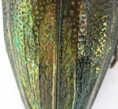 Amblysterna natalensis