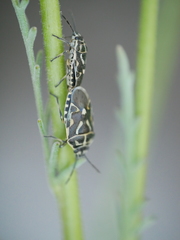 Eurydema lundbladi