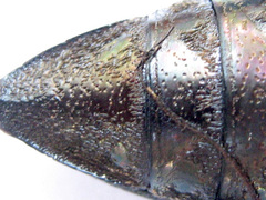 Amblysterna natalensis