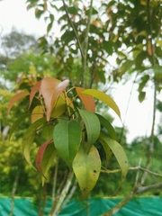 Elaeocarpus mastersii