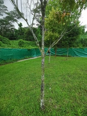 Elaeocarpus mastersii