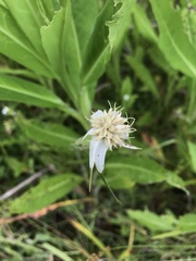 Rhynchospora colorata image