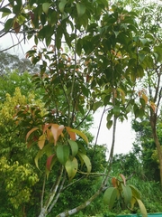 Elaeocarpus mastersii