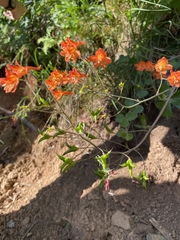 Delphinium nudicaule