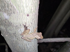 Polypedates occidentalis