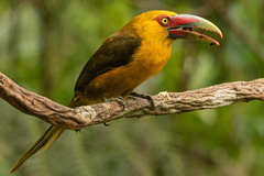 Pteroglossus bailloni