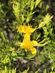 Hypericum fasciculatum