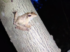 Polypedates occidentalis