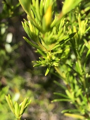 Hypericum fasciculatum