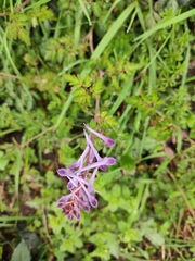 Corydalis edulis