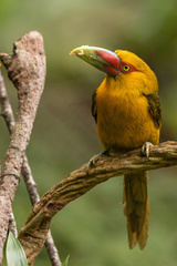 Pteroglossus bailloni