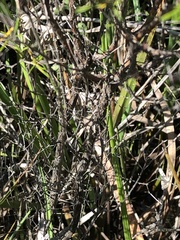 Hypericum fasciculatum