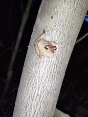 Polypedates occidentalis