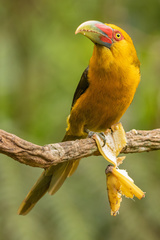 Pteroglossus bailloni