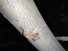 Polypedates occidentalis