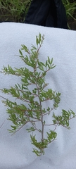 Searsia ciliata