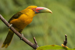 Pteroglossus bailloni