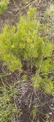 Searsia ciliata