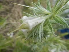 Lithospermum bejariense