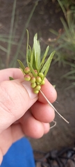Searsia ciliata