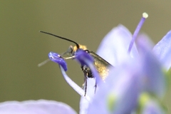 Micropterix
