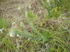 Lithospermum bejariense