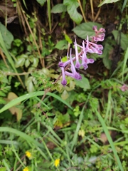 Corydalis edulis