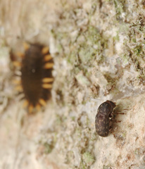 Choraginae