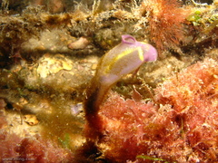 Clavelina meridionalis
