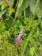 Corydalis edulis