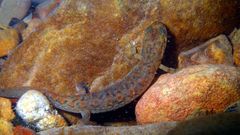 Desmognathus brimleyorum