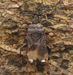 Mezirinae