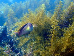 Austrolabrus maculatus