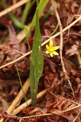 Gagea granulosa