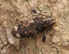 Eucorynus crassicornis