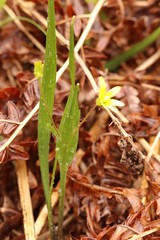 Gagea granulosa