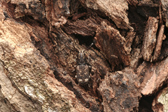 Eucorynus crassicornis