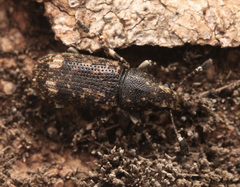Eucorynus crassicornis
